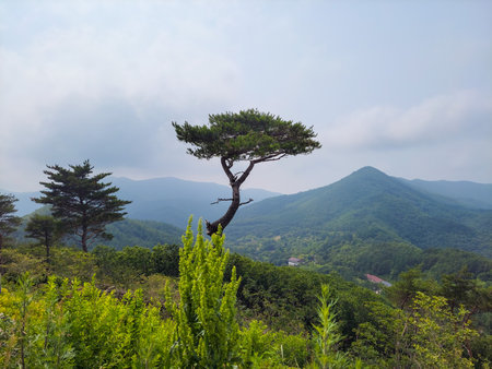 lonely pine tree on the top of the mountainの写真素材