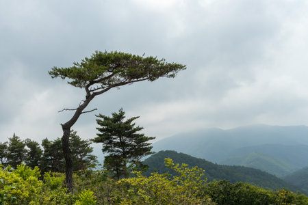 Pine tree on top of mountain with cloudy sky background, South Koreaの写真素材