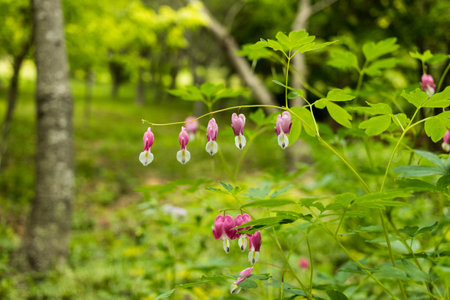 dicentra in the woodsの写真素材