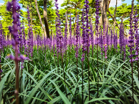Purple flowers blooming in Korean parkの写真素材