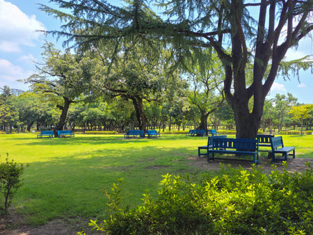 Green park with blue benches and treesの写真素材