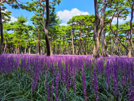 Purple flower field with pine forest and blue skyの写真素材