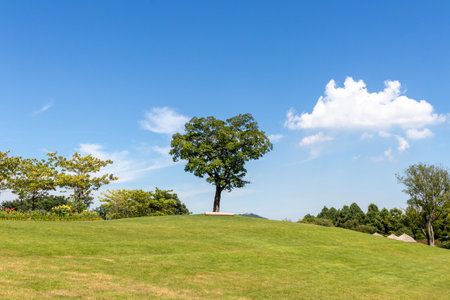 Lonely tree on a green meadow with blue sky backgroundの写真素材