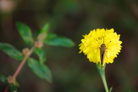 Insect on yellow flower in the gardenの写真素材
