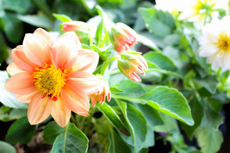 Beautiful orange flowers in the garden and green leavesの写真素材