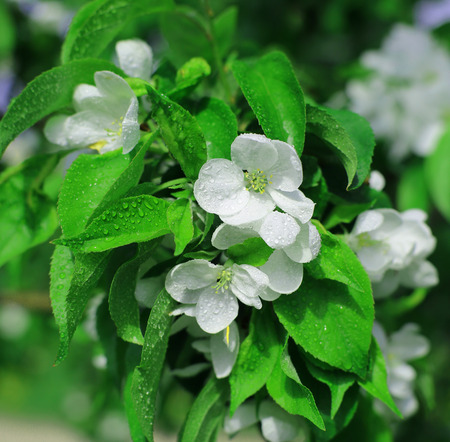White flowers Apple trees in the spring, natureの写真素材