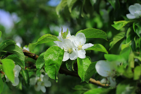 White flowers Apple trees in the spring, natureの写真素材