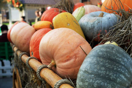 Pumpkins lie in the hay on the cartの写真素材