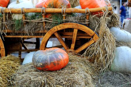 Pumpkins lie in the hay on the cartの写真素材