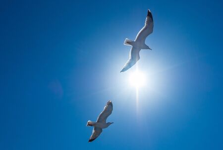 Two seagull flying in blue sky with bright sun