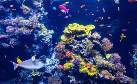 Clear underwater with tropical colour fish and coral reef