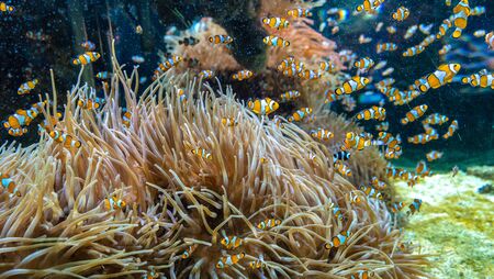 Clear underwater with tropical colour fish and coral reef