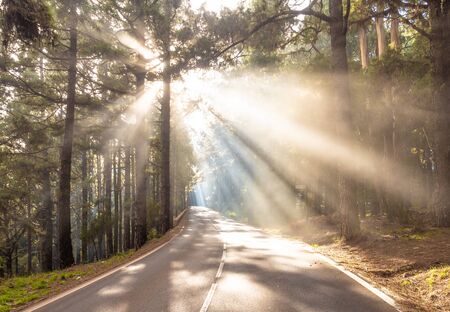 Amazing landscape with sun rays on the road in forestの写真素材