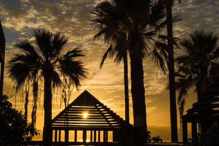Palm tree, bright sunset on the coast,, Tenerife, Canary Islands, Spainの写真素材
