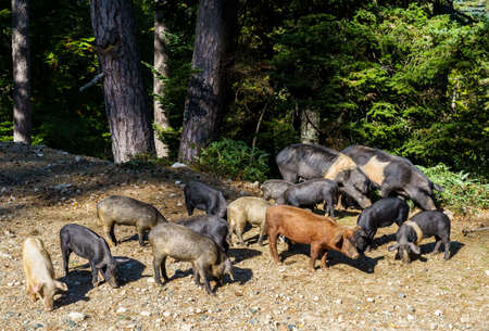 Family pigs in the Forest d'Aitone, Corsica island, Franceの写真素材