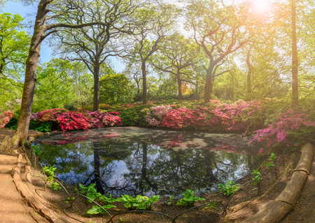 Landscape with woodland garden in Isabella plantation of Richmond park, Londonの写真素材