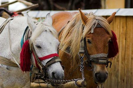 two horsesの写真素材