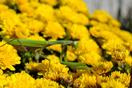 praying mantisの写真素材