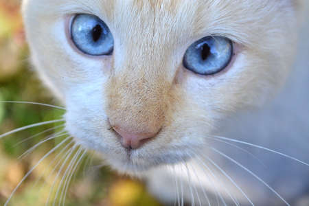 blue eyes catの写真素材