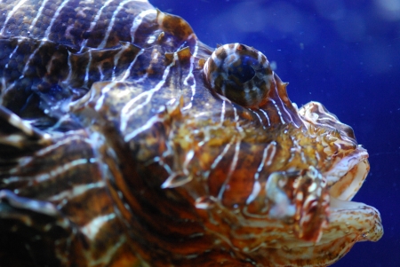 exotic fishの写真素材