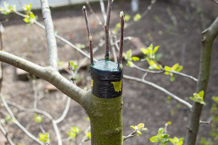 Grafting on a tree branch, close up