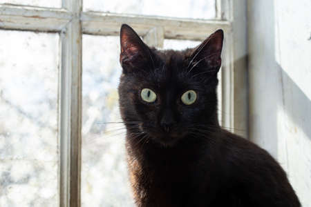 Black cat next to a sunny window, looking at camera portrait. close upの写真素材