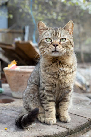 Brown cat sitting, garden portrait of a confident cat close upの写真素材