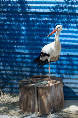 Beautiful  white stork (Ciconia ciconia) on a tree stump, and blue background with horizontal lines.の写真素材