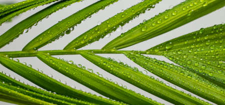 Close up of a palm tree leaf with round water dropletsの写真素材
