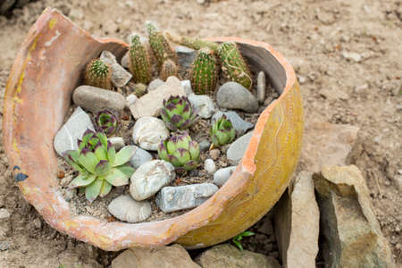 succulent plants and cactus in a huge broken ceramic potの写真素材