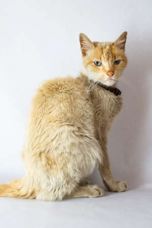 Portrait of an old sick cat on white backgroundの写真素材