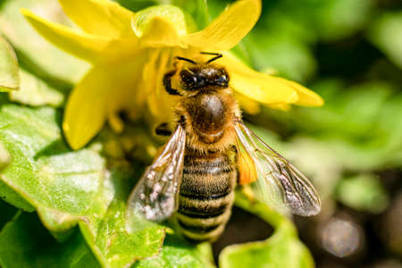 Bee on a ficaria ranunculoides flower, macroの写真素材