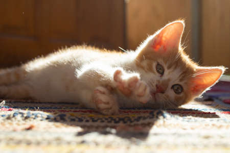Orange kitten stretching in the sunset lightの写真素材