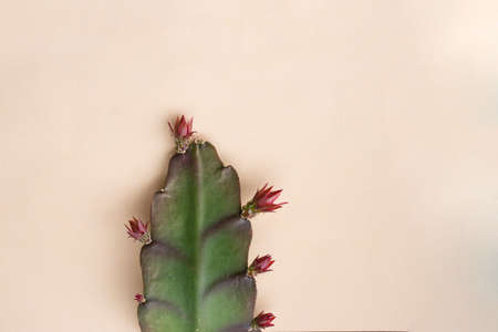 Epiphyllum leaf with flower buds, close up isolated on beige background.の写真素材