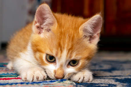 Orange kitten hunting ants on a blue carpet, close up soft focus portrait.の写真素材