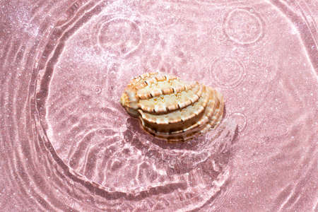 Sea shell in the middle of a pink glittery background with water shadows, close up abstract backdropの写真素材