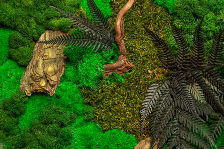 Lush backdrop design with moss, lichen, wood and fern. Abstract forest background.の写真素材