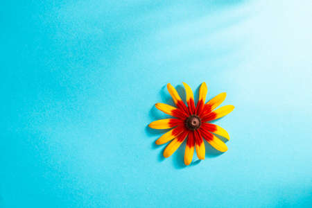 Orange rudbeckia flower on bright blue background. Minimal flower backdropの写真素材