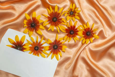 Rudbeckia flowers comming out of an blank envelope, on orange satin backgroundの写真素材