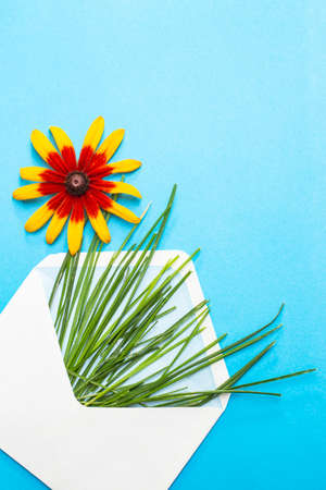 Black eye susan flower and green grass straws in a white envelope on bright blue background, floral greeting card design.の写真素材