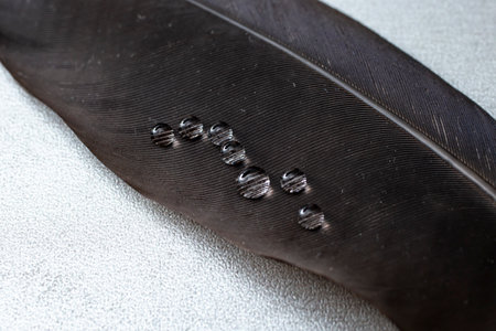 water drops on a black feather, soft focus close upの写真素材