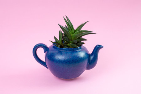 Aloe vera succulent plant growing in a blue textured tea pot, isolated on pink backgroundの写真素材