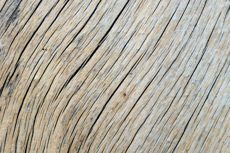 Dried and cracked wood texture, close up, abstract background
