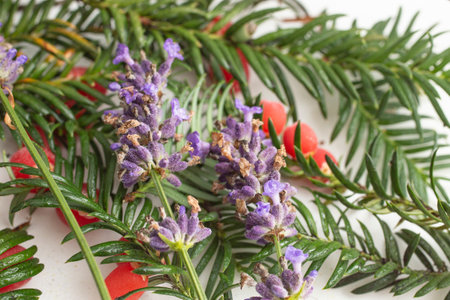 tisa tree branch with red fruits and lavender flowers , soft focus close upの写真素材