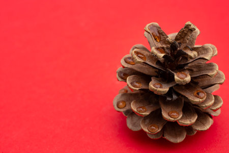 pine cone close up with water drops on red backgroundの写真素材