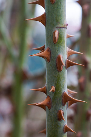 red rose thorns on a green stem, close upの写真素材