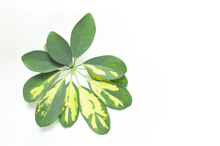 Close up of a Schefflera Houseplant leaf, isolated on white background