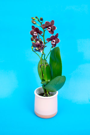 Potted small phalaenopsis orchid, on pink ceramic pot, isolated on blue backgroundの写真素材
