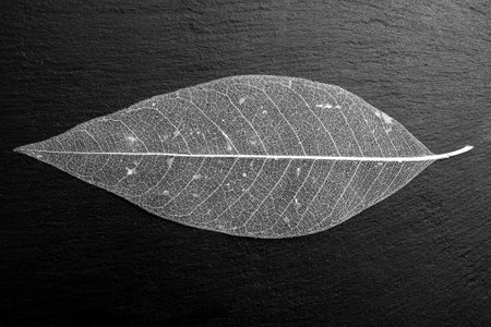 Beautiful decorative skeleton leaf on black stone tile texture, abstract backdrop, flat lay close upの写真素材
