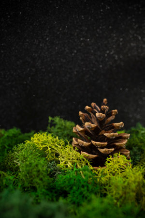 Pine cone in lush lichen moss, with black glittery background, side view, soft focus close upの写真素材